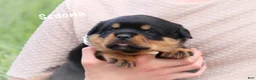 Rottweiler dogs for sale: Sedona w a Long Tail  - Ad 4