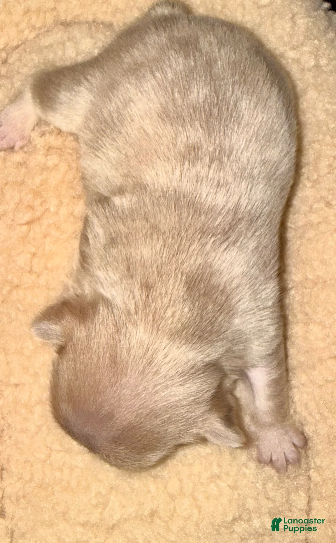 French Bulldog dogs for sale: French Bulldog Puppy 4 - Ad 5