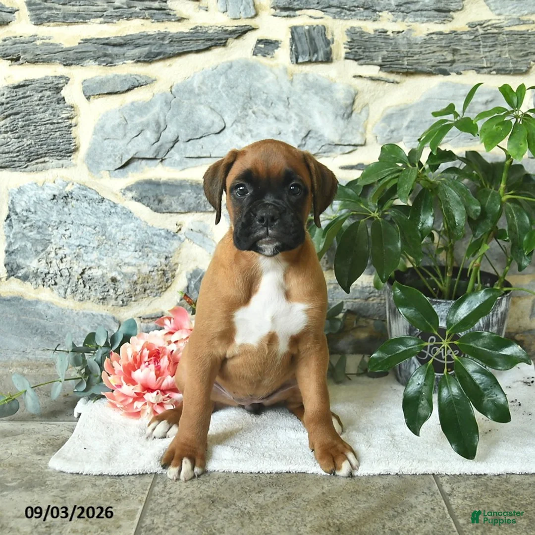 Boxer dogs for sale: Clementine - Ad 1