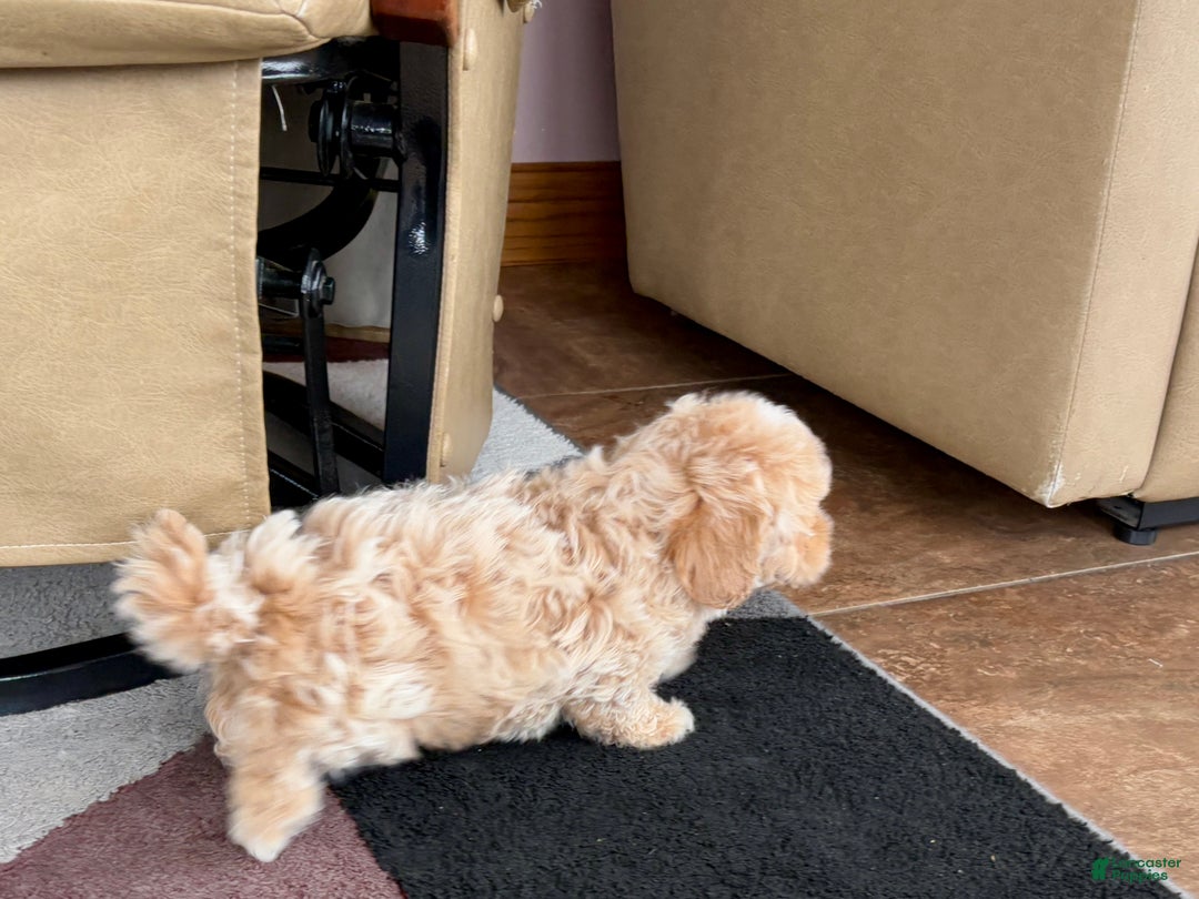 Havapoo dogs for sale: Havapoo Puppy 1 - Ad 9