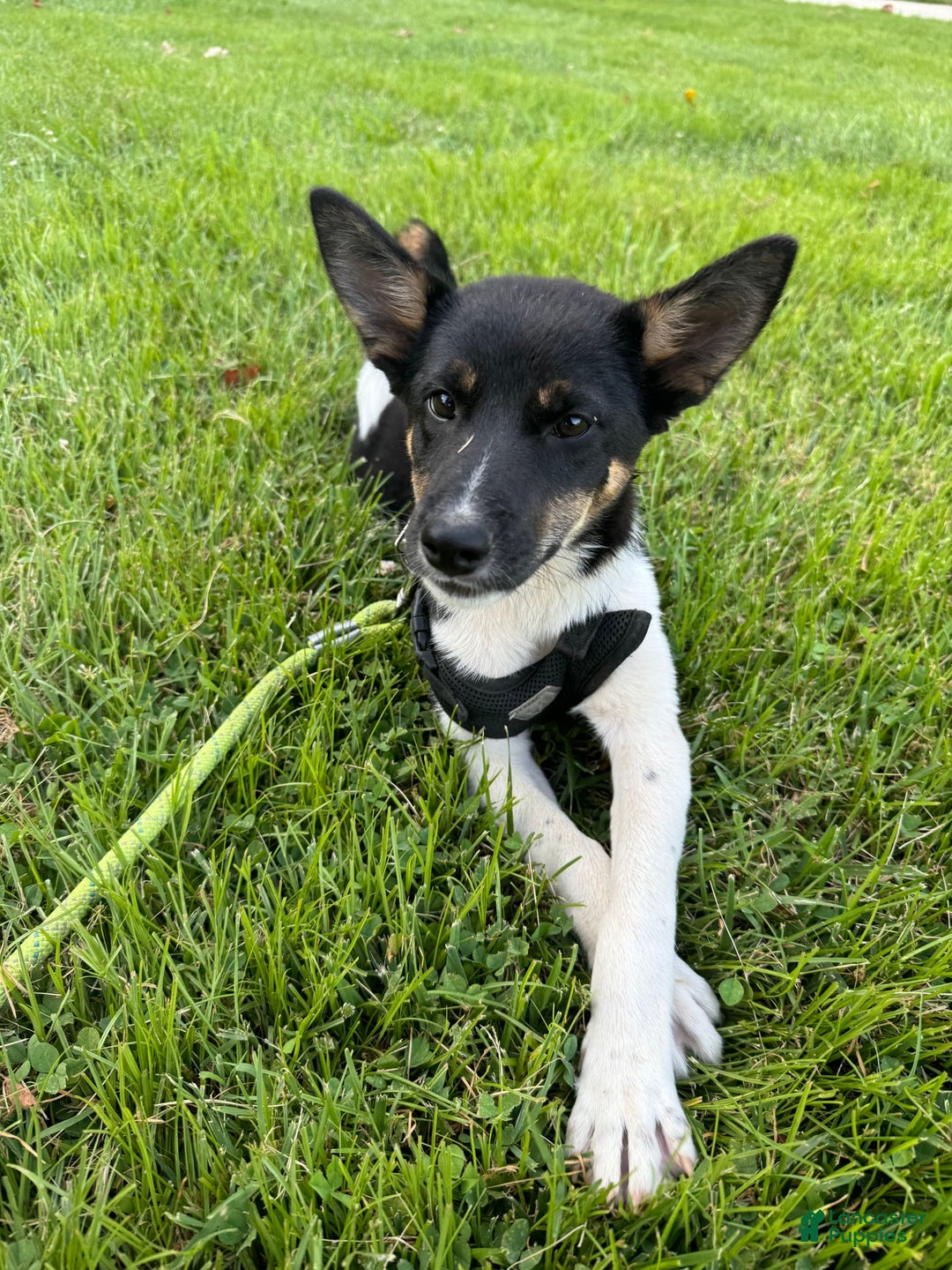 Gallery Image {{count}}