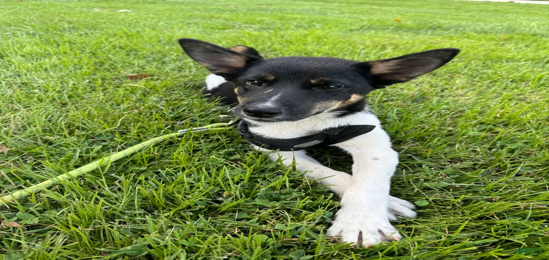 Gallery Image {{count}}