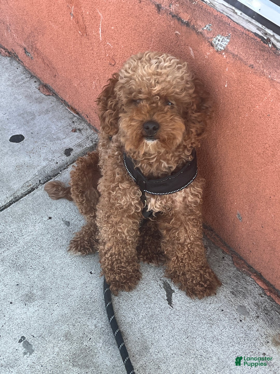 Mini Goldendoodle dogs for sale: Mini Goldendoodle Puppy 1 - Ad 11