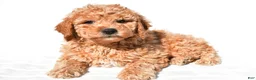 Mini Goldendoodle dogs for sale: Alice - Ad 3