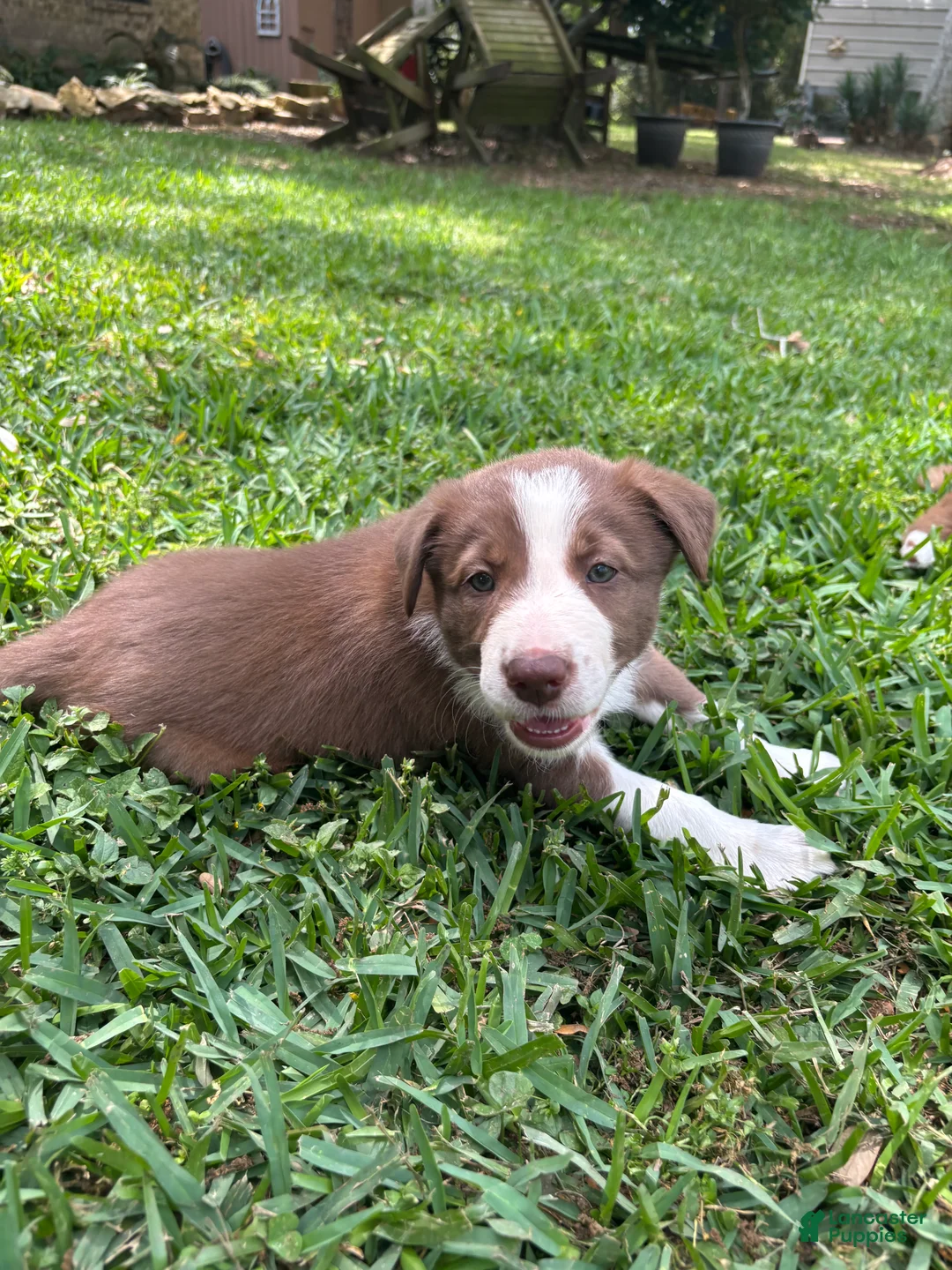 Border Collie dogs for sale: Border Collie Puppy 4 - Ad 1