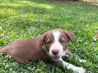 Border Collie dogs Border Collie Puppy 4 - Ad 28