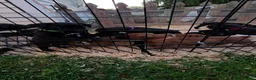 Boxer dogs for sale: Ziggy - Ad 3
