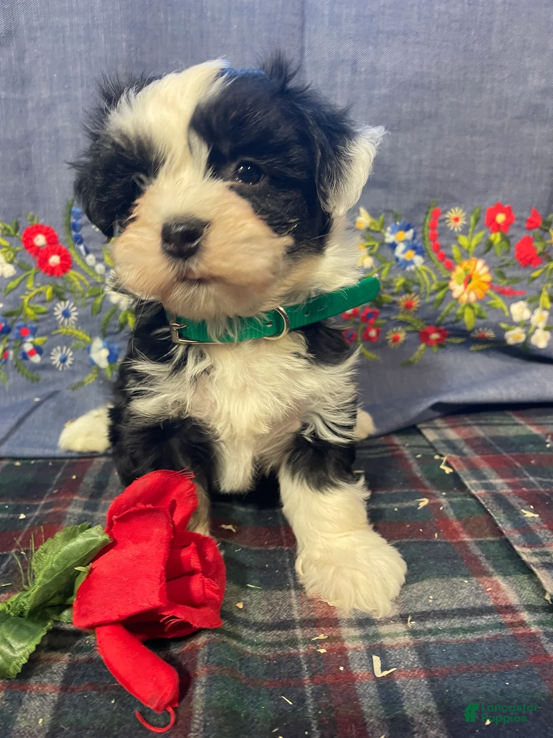 Havanese dogs for sale: Ziggy - Ad 1