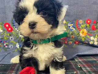 Havanese dogs Ziggy - Ad 41