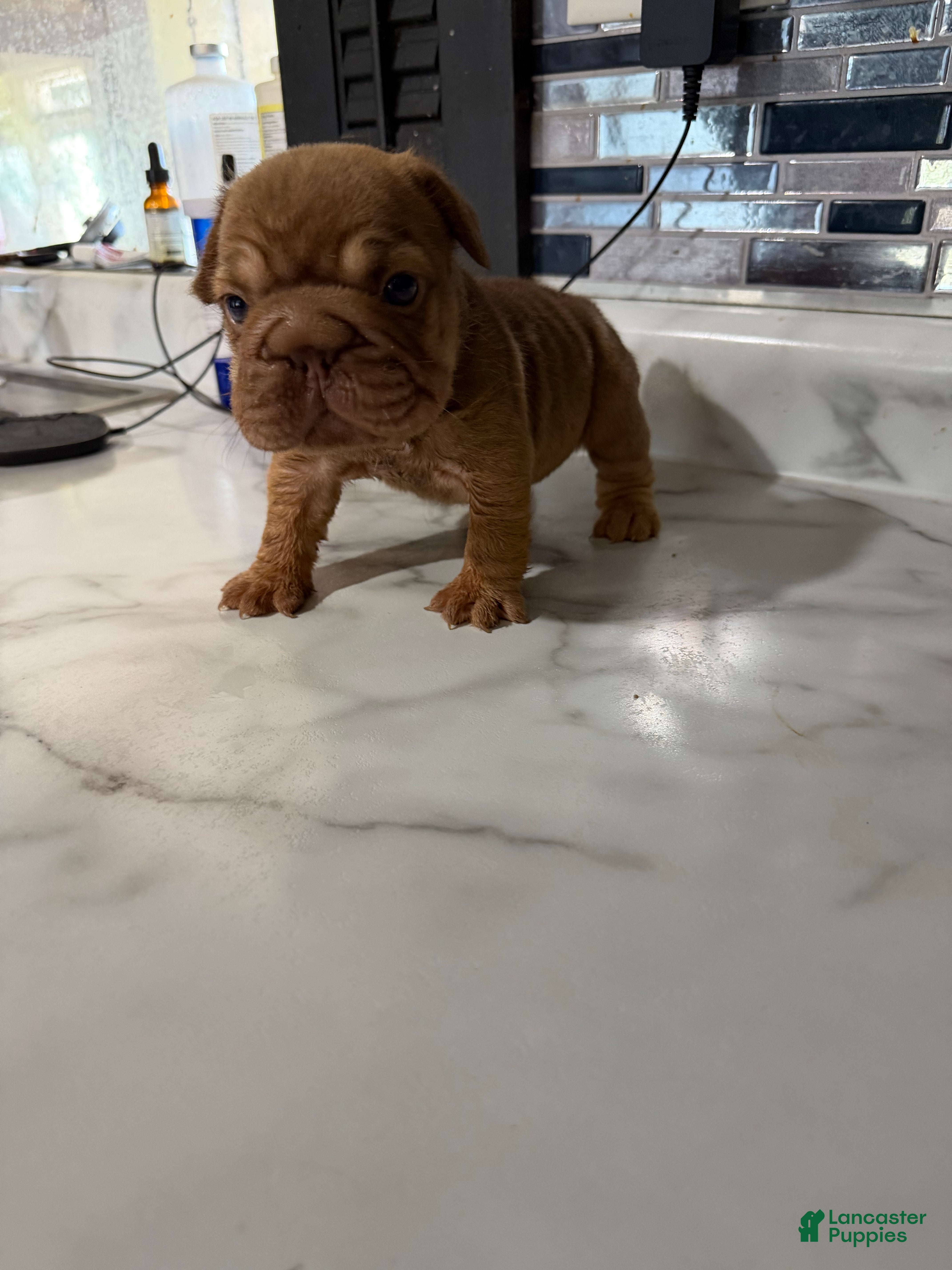 French Bulldog dogs for sale: French Bulldog 1 - Ad 2
