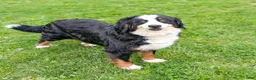 Mini Bernedoodle dogs for sale: Brody - Ad 6