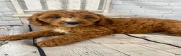 Cavapoo dogs for sale: Teddy - Ad 4