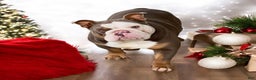 English Bulldog dogs for sale: Willow  - Ad 11