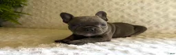 French Bulldog dogs for sale: Blue Bell - Ad 4