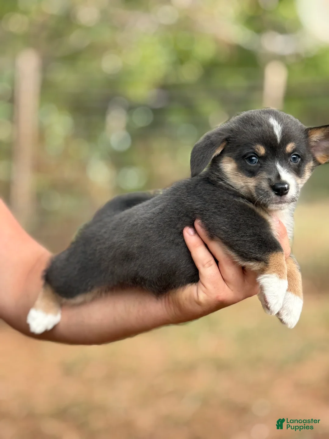 Mixed Breed dogs for sale: Bluie Full tail - Ad 2