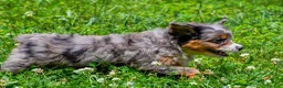 Mini Aussiedoodle dogs for sale: Griffin - Ad 7