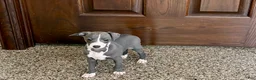 Italian Greyhound dogs for sale: TJ  - Ad 1