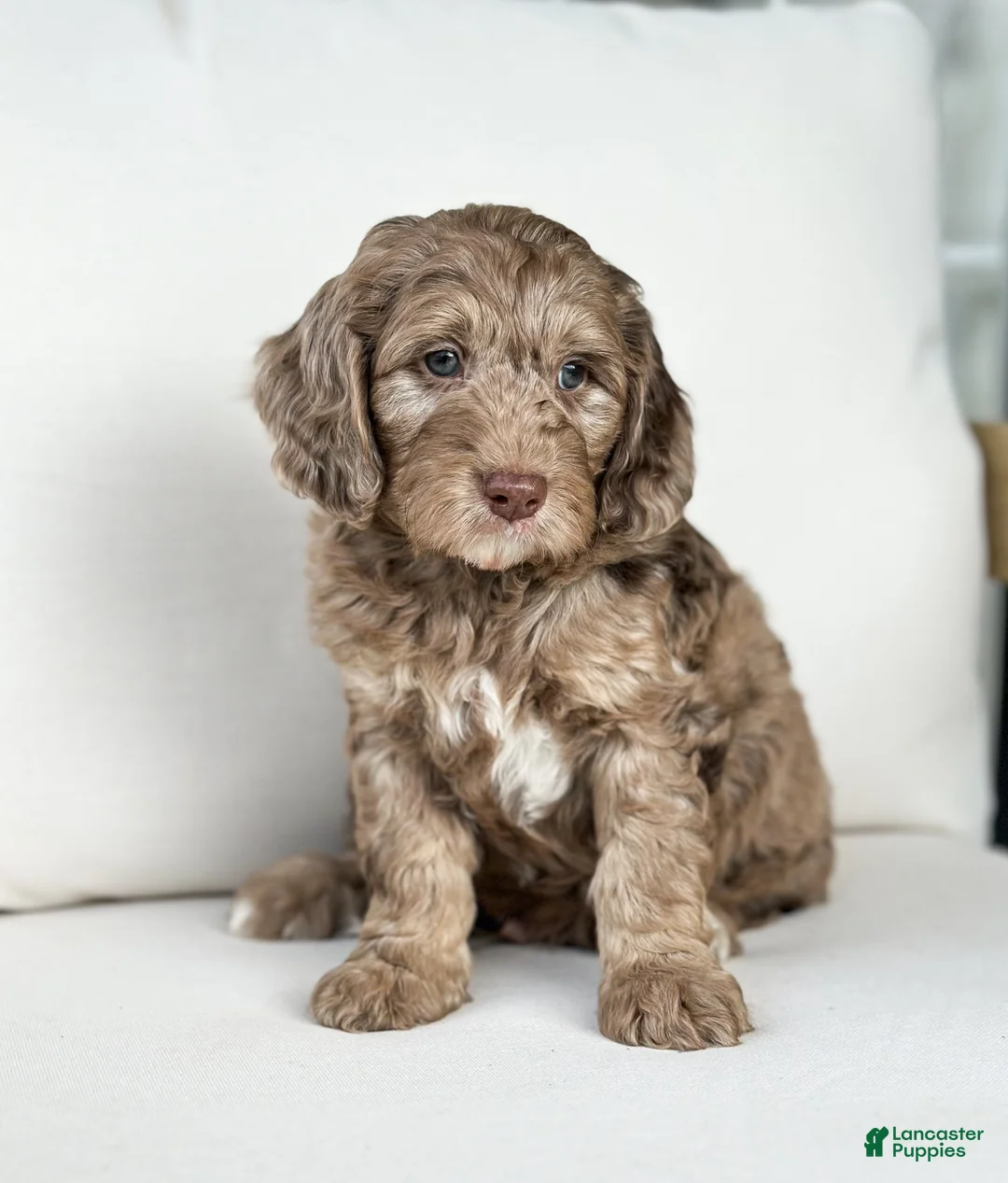 Mini Goldendoodle dogs for sale: Cupid - Ad 1