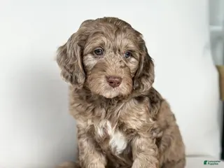 Mini Goldendoodle dogs for sale: Cupid - Ad 3