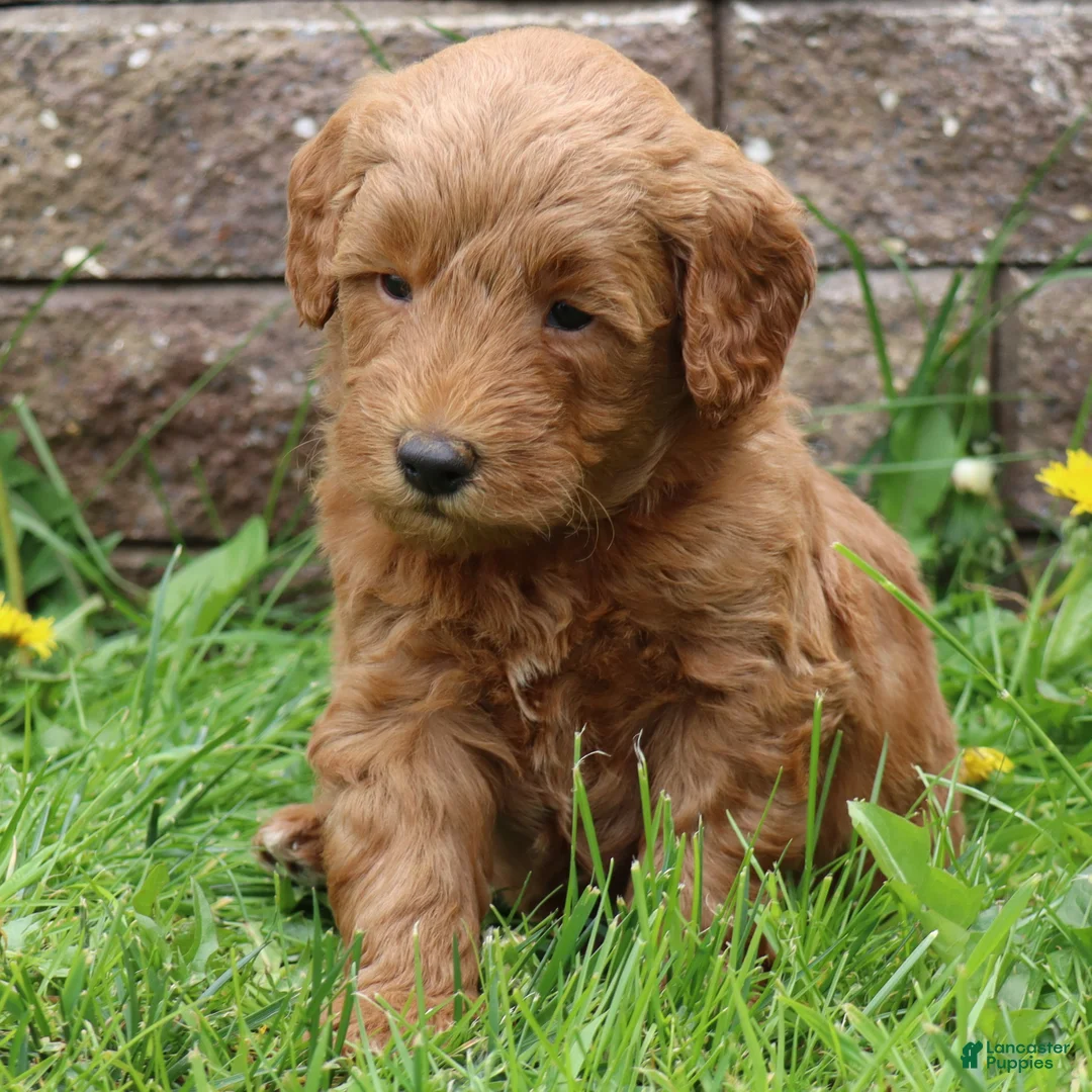 Mini Goldendoodle dogs for sale: Bruno - Ad 1