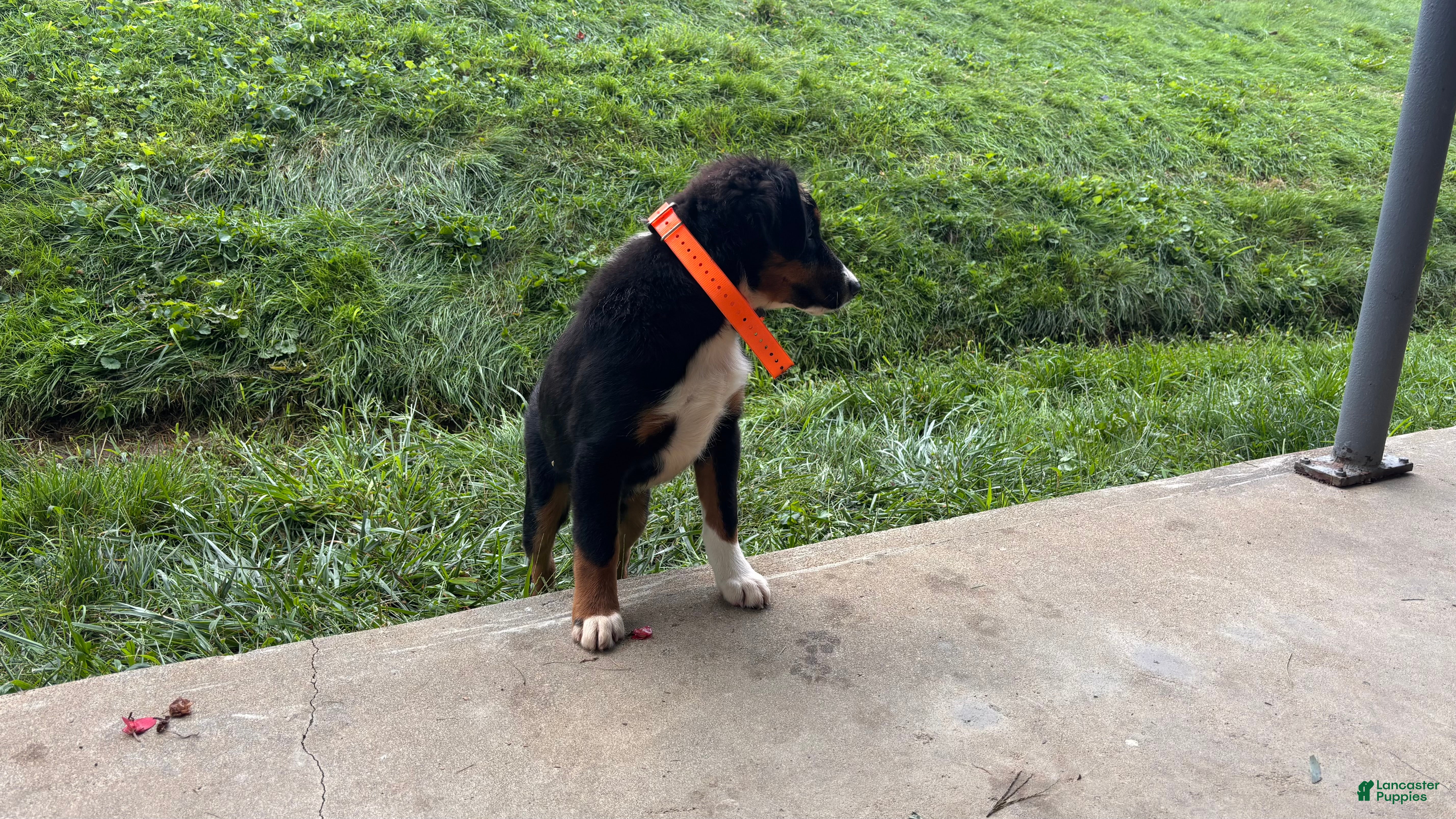 Miniature Australian Shepherd dogs #10 Winston - Ad 2