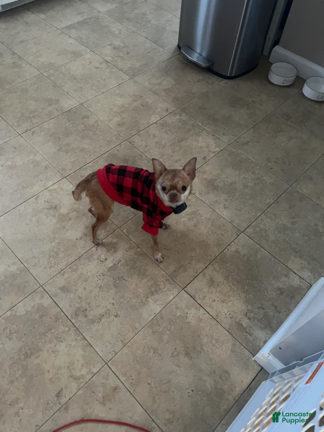 Chihuahua dogs for sale: Chihuahua Puppy 1 - Ad 2