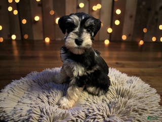 Miniature Schnauzer dogs Maple - Ad 1