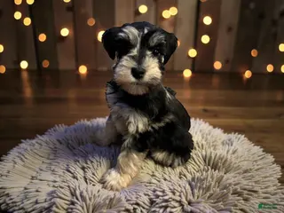 Miniature Schnauzer dogs Maple - Ad 5