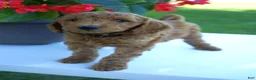 Mini Goldendoodle dogs for sale: Rusty-F1b - Ad 2