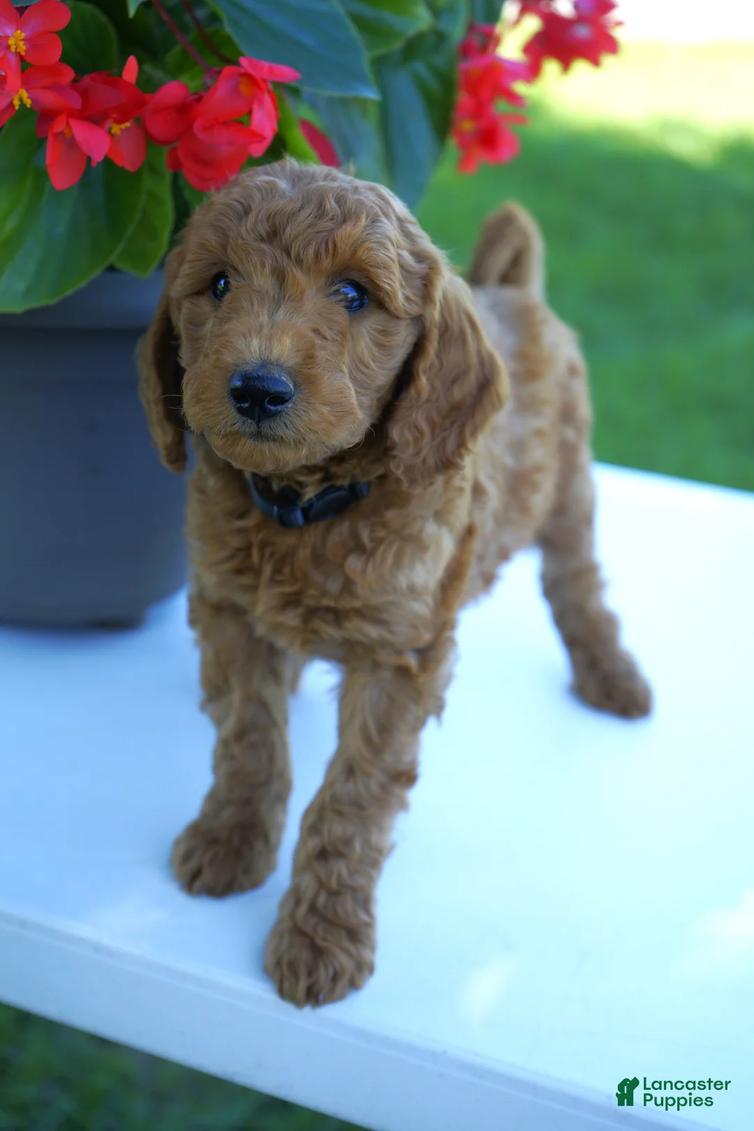 Mini Goldendoodle dogs for sale: Rusty-F1b - Ad 2