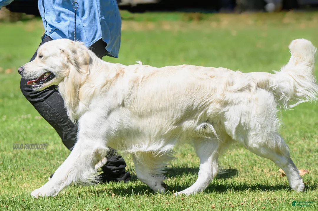 Golden Retriever dogs for stud: Golden retriever stud - Ad 2