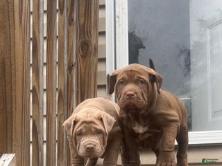 American Bully dogs - Ad 3