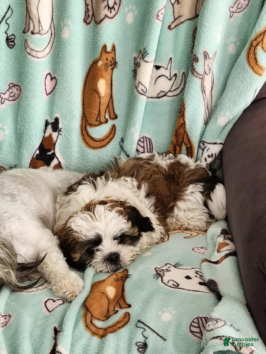 Teddy Bear dogs for sale: Milo - Ad 1