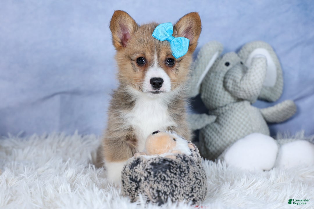 Welsh Corgi Pembroke dogs for sale: Ace - Ad 8