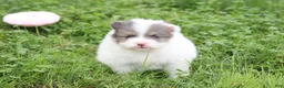 Pomeranian dogs for sale: Flora - Ad 11