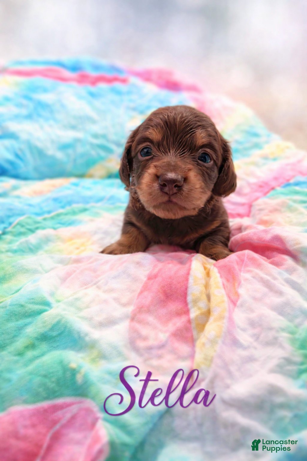 Miniature Dachshund dogs Miniature Dachshund Puppy 2 - Ad 1