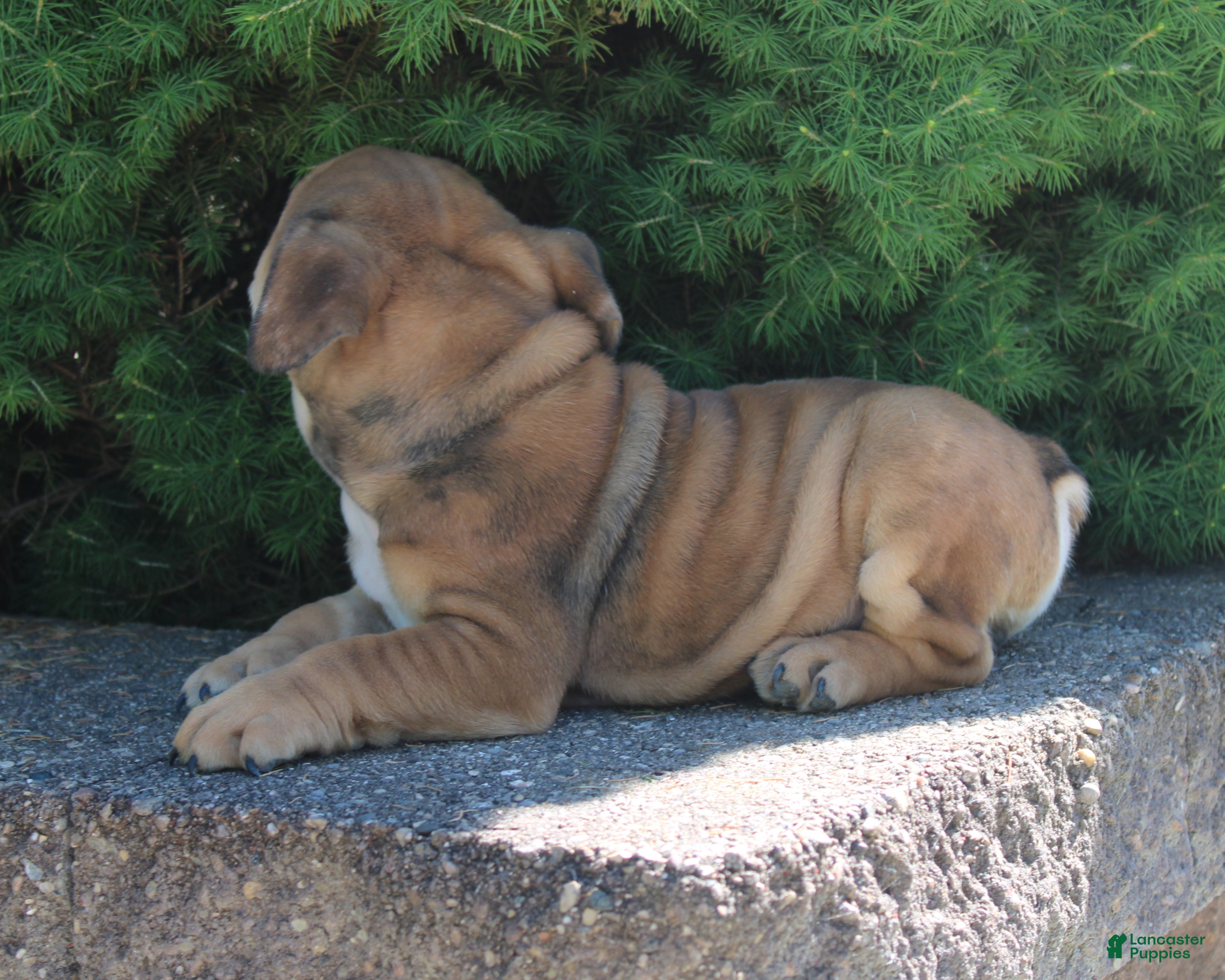 English Bulldog dogs for sale: Zeus - Ad 10
