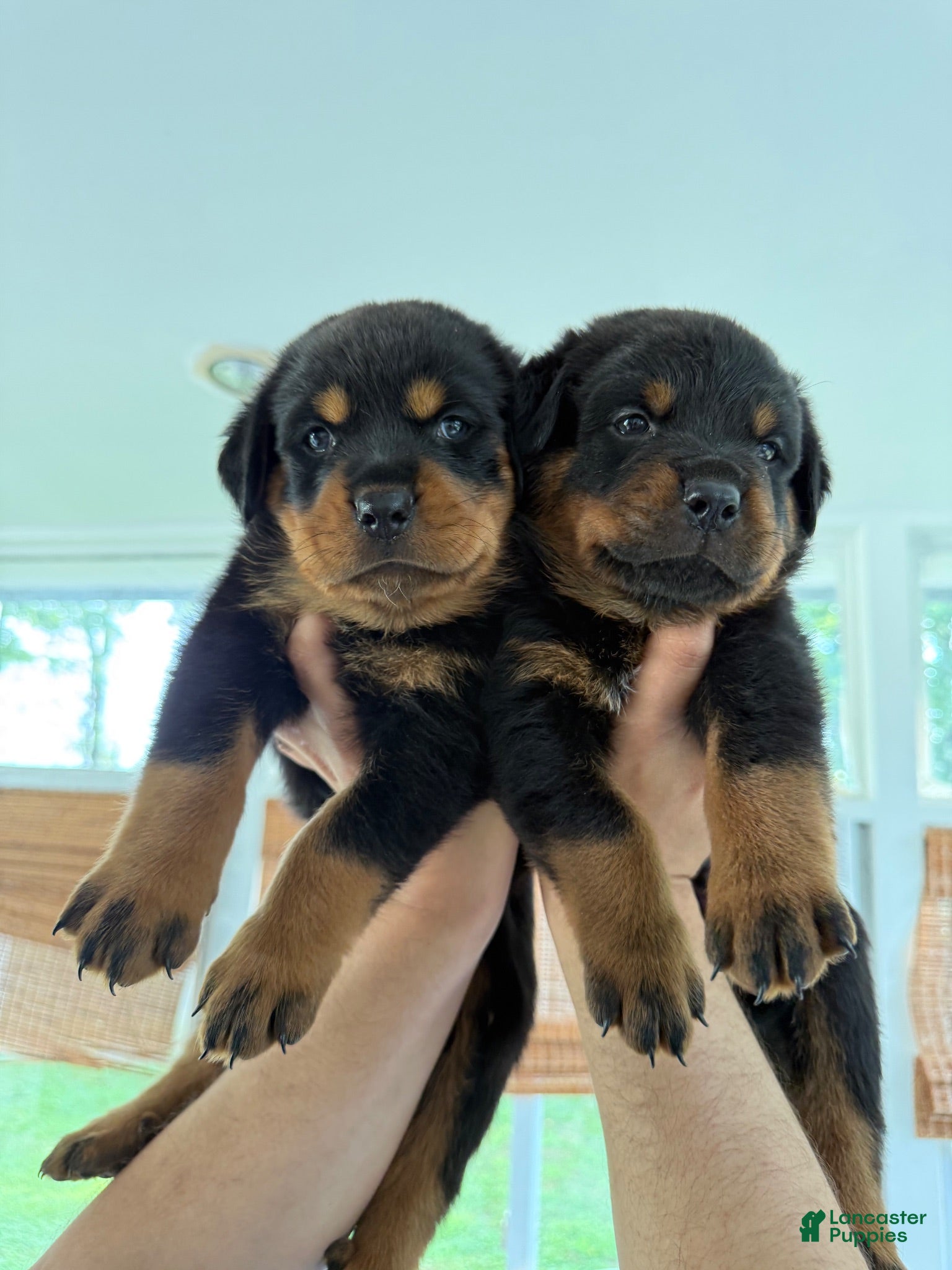 Rottweiler dogs Rottweiler 5 - Ad 12