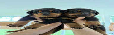 Rottweiler 5