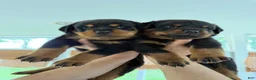 Rottweiler dogs for sale: Rottweiler 5 - Ad 1