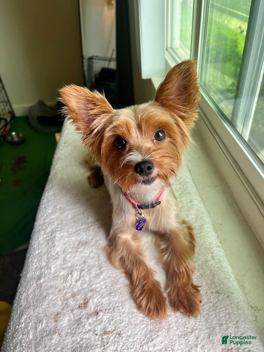 Yorkshire Terrier dogs for sale: Minnie  - Ad 4