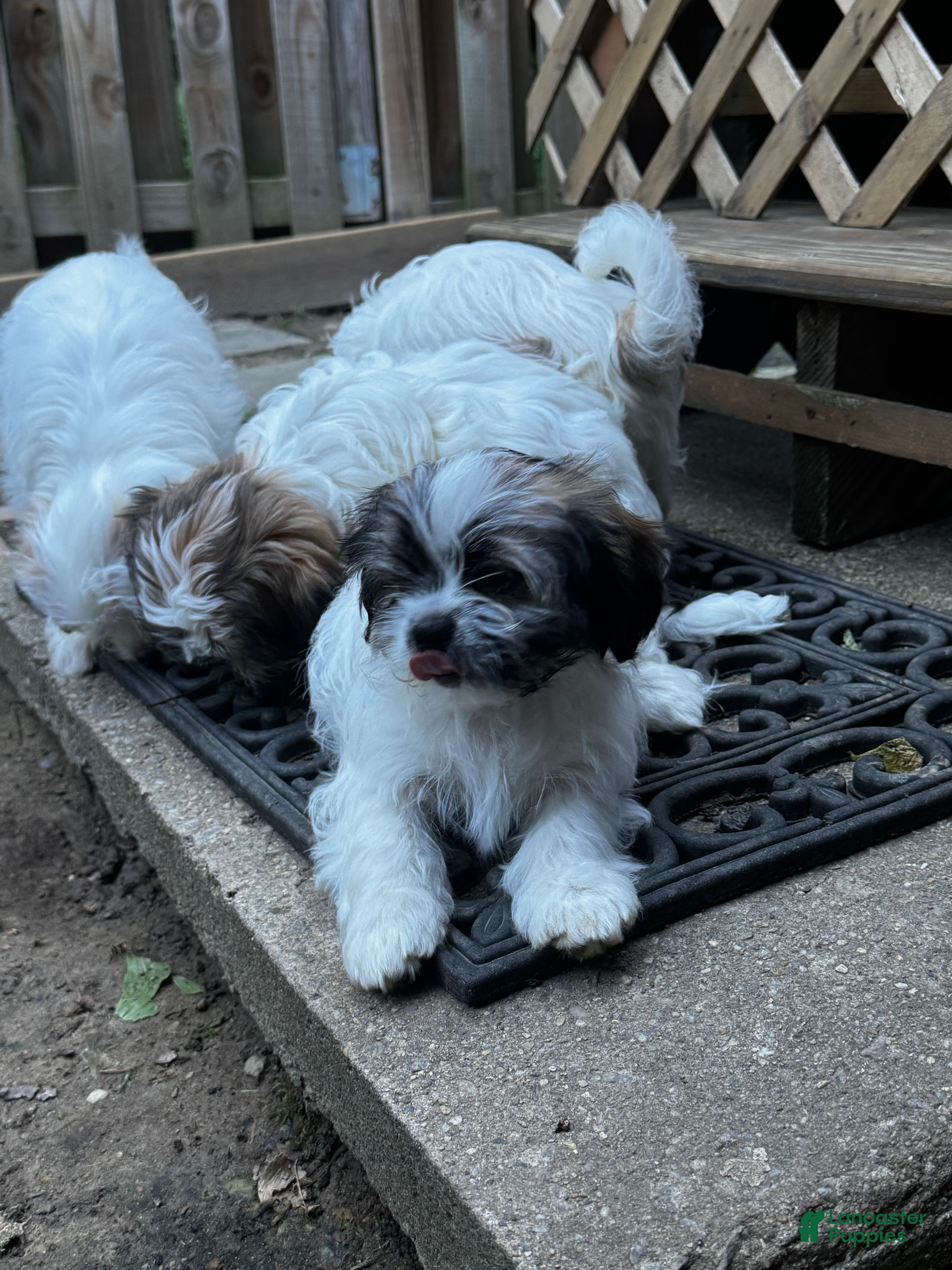 Shih Tzu dogs for sale: Lulu - Ad 4