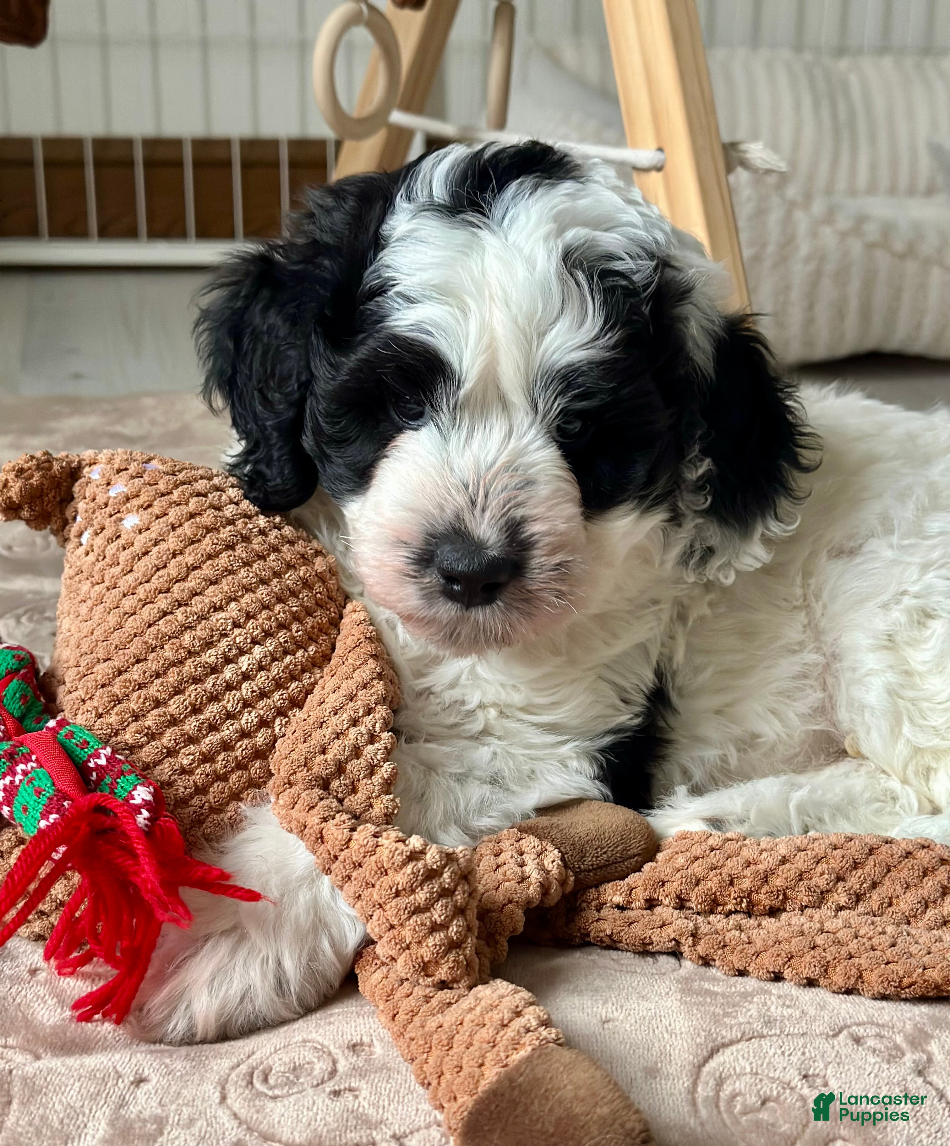 Bernedoodle dogs Bernedoodle Puppy 1 - Ad 27