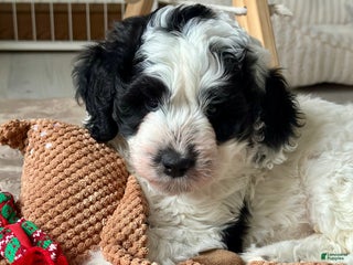 Bernedoodle dogs Bernedoodle Puppy 1 - Ad 8