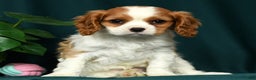Cavalier King Charles Spaniel dogs for sale: Conrad - Ad 4