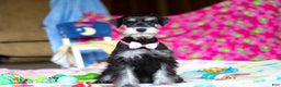 Miniature Schnauzer dogs for sale: Brianna - Ad 2