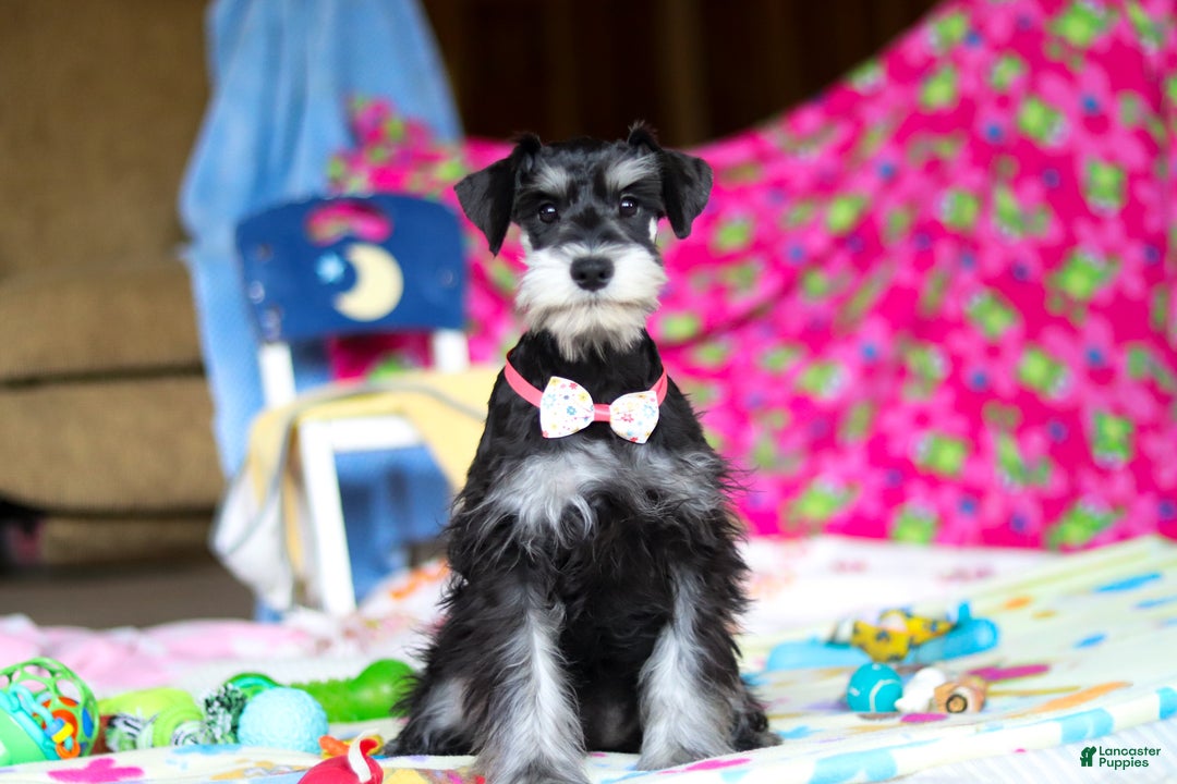 Miniature Schnauzer dogs for sale: Brianna - Ad 2
