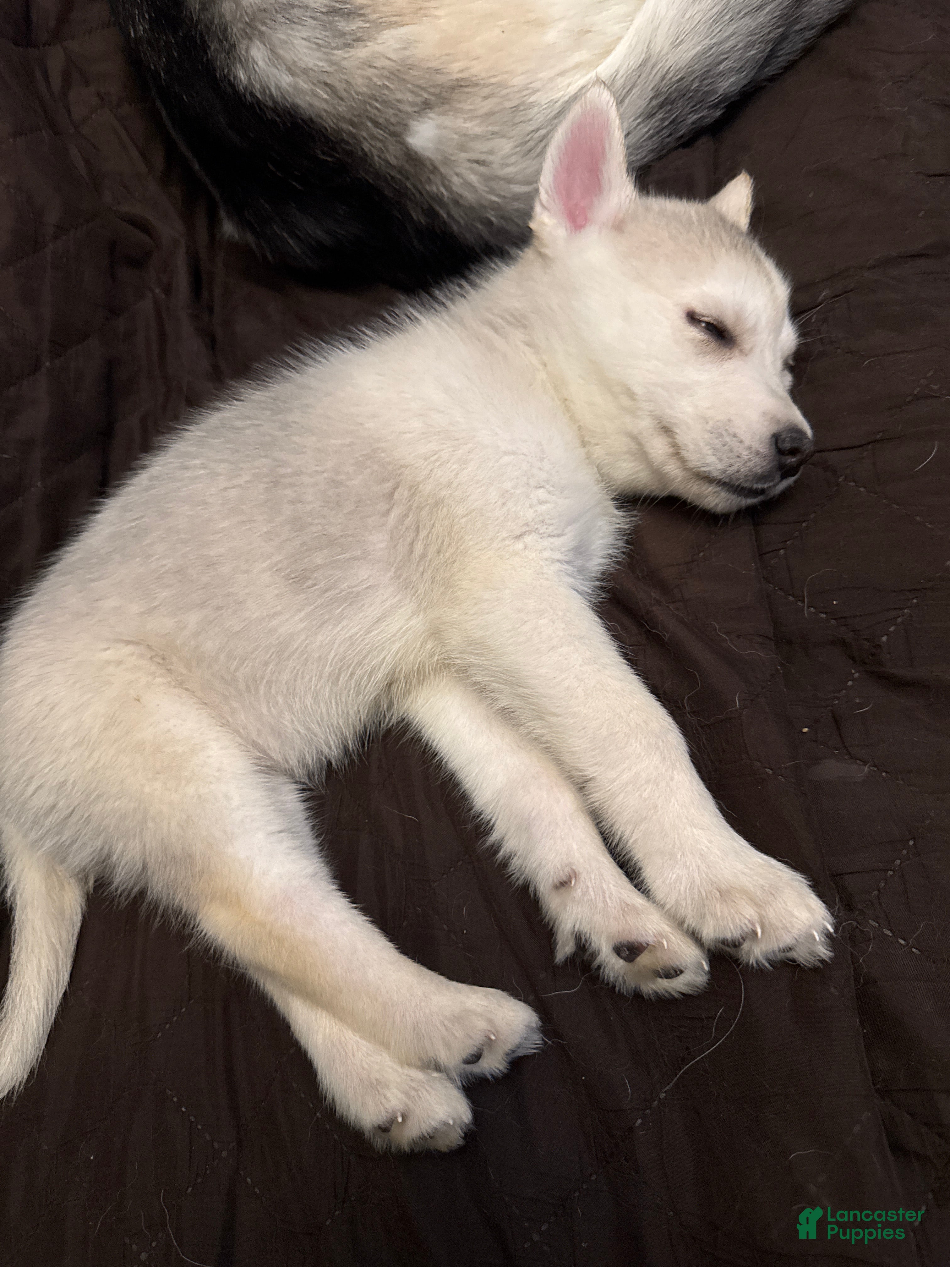 Gerberian Shepsky dogs Gerberian Shepsky puppy  - Ad 9