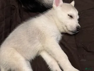 Gerberian Shepsky dogs Gerberian Shepsky puppy - Ad 9