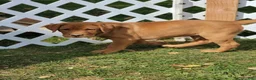 Labrador Retriever dogs for sale: Chubba (aqua collar) - Ad 3